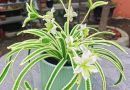 Crochet Spider Plant with Flowers – A Botanical Work of Art