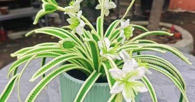 Crochet Spider Plant with Flowers – A Botanical Work of Art